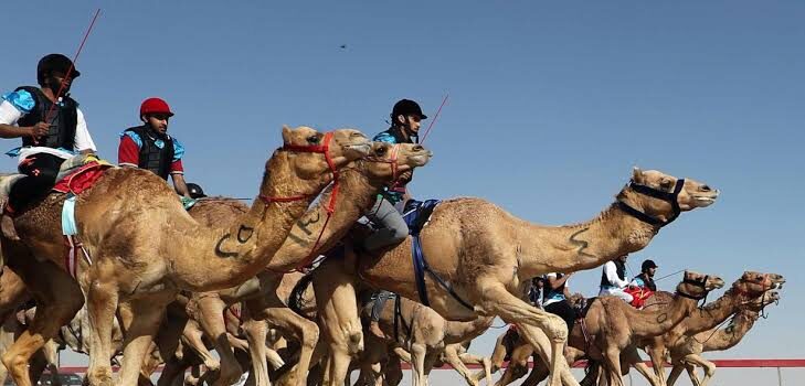 Balap Unta di Qatar (Foto: AFP Photo/Karim Sahib)