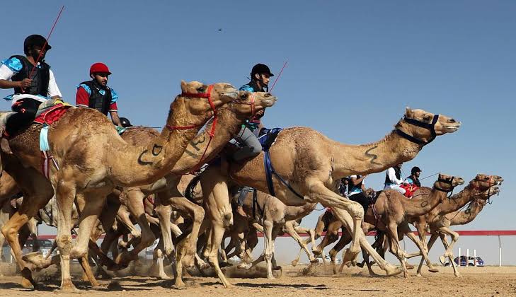 Balap Unta di Qatar (Foto: AFP Photo/Karim Sahib)