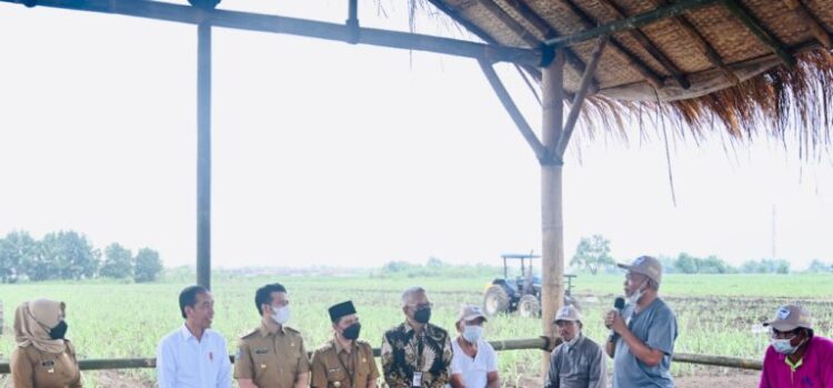 Presiden Jokowi juga berdialog dengan pakar tebu dari Brasil, dr. Plinio dan petani tebu di Kebun Tebu Temu Giring, Kabupaten Mojokerto, Jawa Timur, Jumat (04/11/2022)