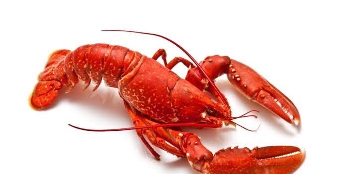 Lobster. Foto: Getty Images/iStockphoto/onepony