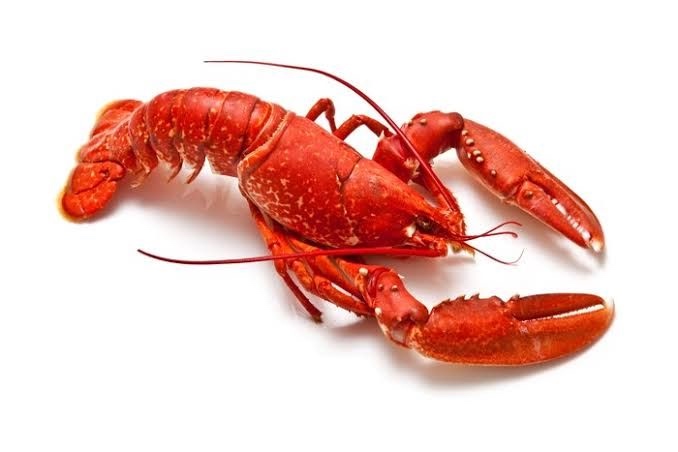 Lobster. Foto: Getty Images/iStockphoto/onepony