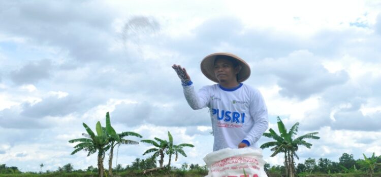 Petani padi melakukan pemupukan di lahan sawahnya dengan pupuk urea bersubsidi. istimewa