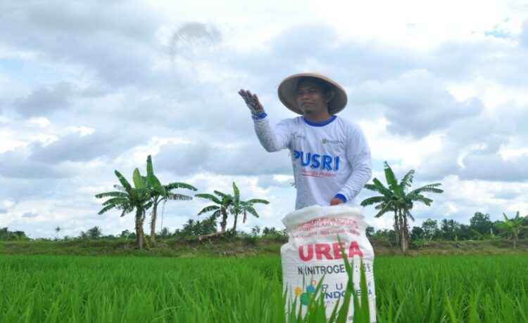 Petani padi melakukan pemupukan di lahan sawahnya dengan pupuk urea bersubsidi. istimewa