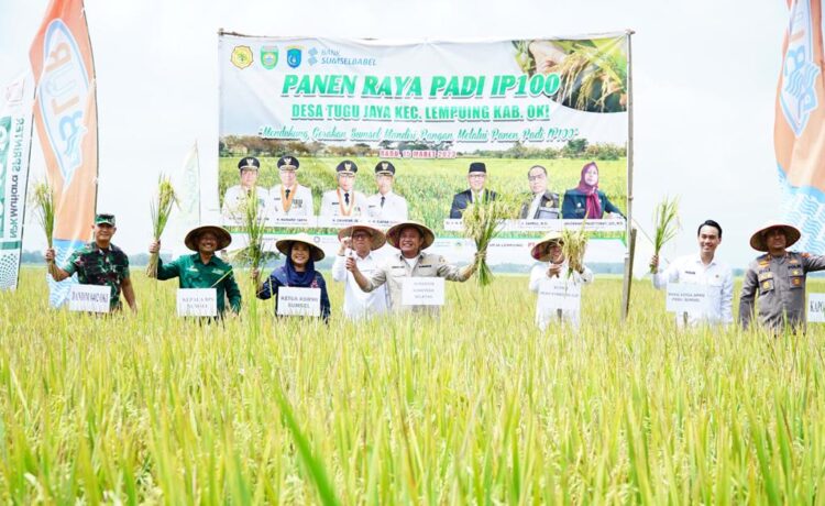 Gubernur Sumsel H Herman Deru saat panen raya padi IP100 bersama Bupati OKI H Iskandar di Desa Tugu Jaya, Kecamatan Lempuing Kabupaten OKI, Rabu (15/3)