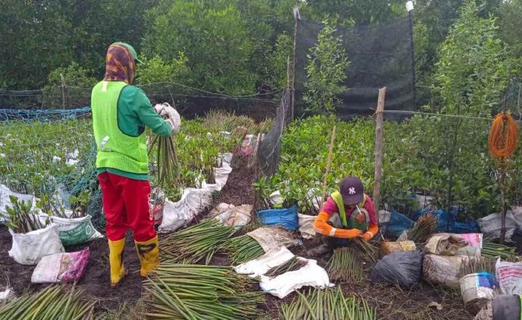 PT Bukit Asam Tbk (PTBA) siap meningkatkan kapasitas pusat persemaian dalam rangka mendukung program rehabilitasi daerah aliran sungai (DAS) serta program Tanjung Enim Kota Wisata