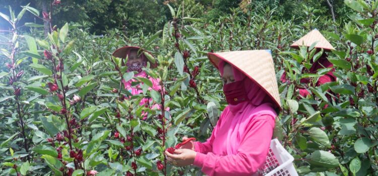 Sekelompok ibu rumah melakukan pengolahan rosella di kawasan Sentra Industri Bukit Asam (SIBA) Center, Desa Lingga, Kecamatan Lawang Kidul, Kabupaten Muara Enim