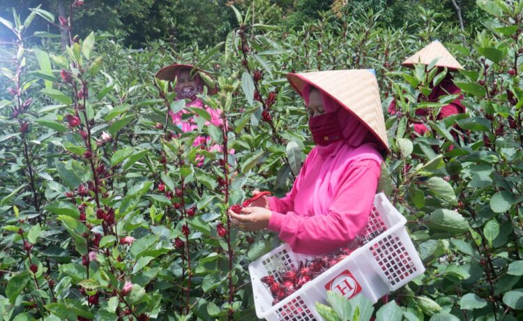 Sekelompok ibu rumah melakukan pengolahan rosella di kawasan Sentra Industri Bukit Asam (SIBA) Center, Desa Lingga, Kecamatan Lawang Kidul, Kabupaten Muara Enim