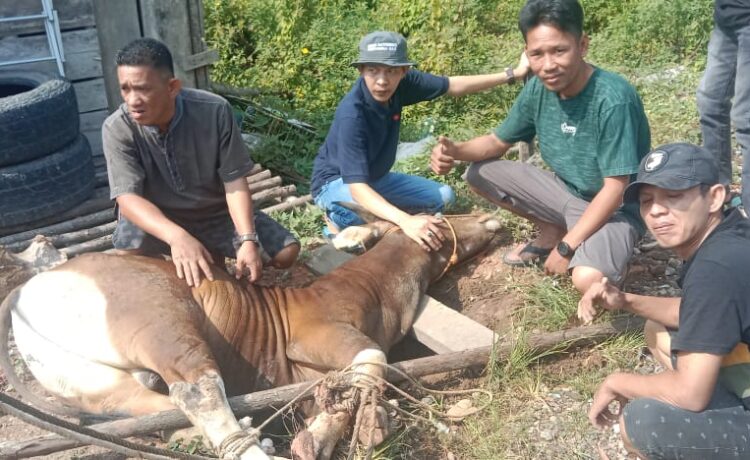 Pengurus Daerah Ikatan Wartawan Online kabupaten Musi Banyuasin membagikan Ratusan Kantong Daging Sapi Qurban, Kamis (29/6/2023).